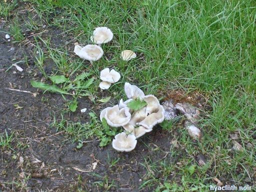 mushroomcluster