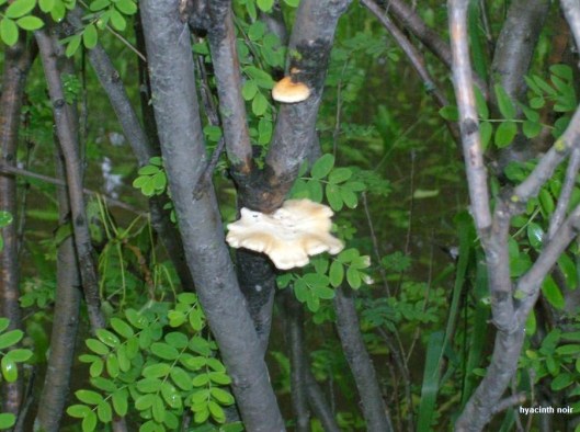 mushroomtree